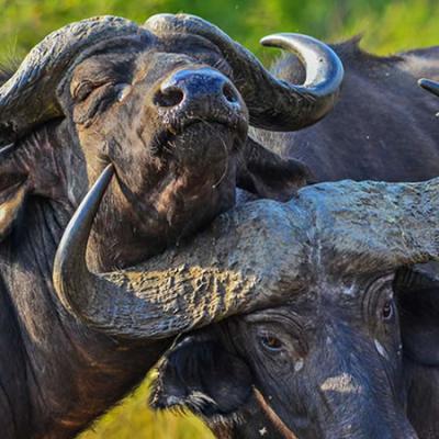 Buffalos Uganda