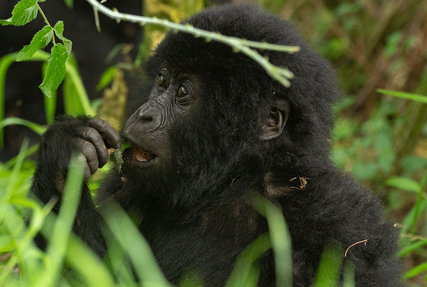 place-to-see-gorillas-in-africa