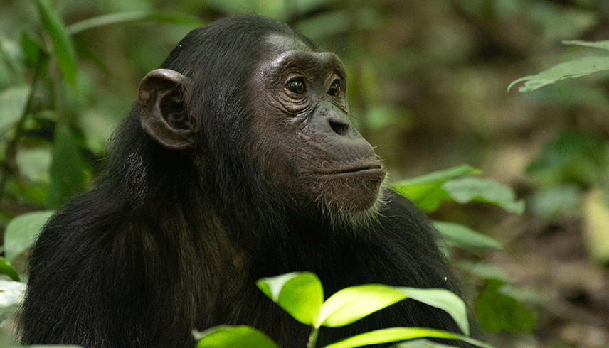 5-days-best-of-uganda-chimpanzee-and-gorilla-trekking-bwindi-and-kibale