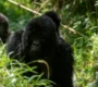 gorilla-trekking-in-uganda-vs-rwanda-a-comprehensive-guide