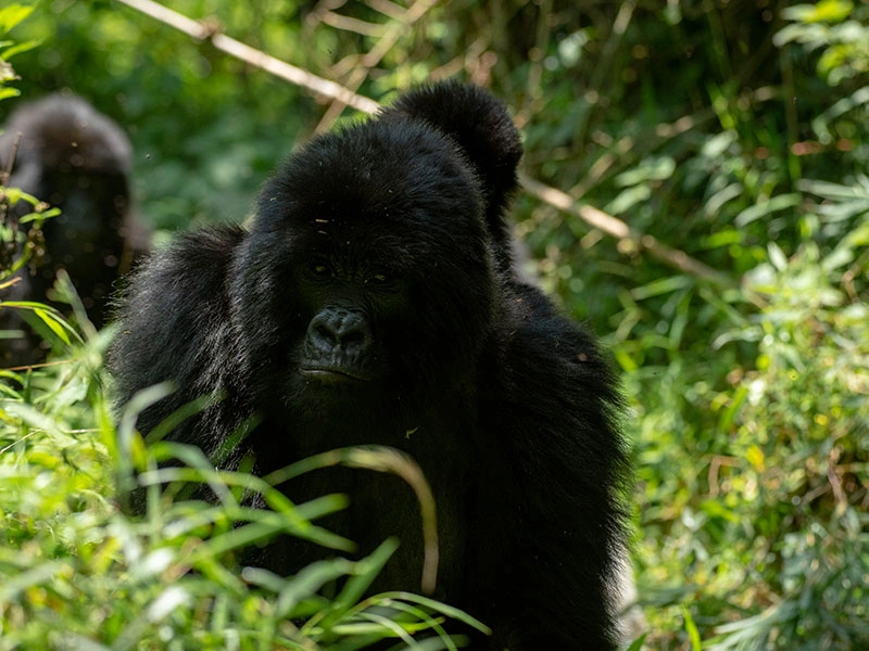 gorilla-trekking-in-uganda-vs-rwanda-a-comprehensive-guide